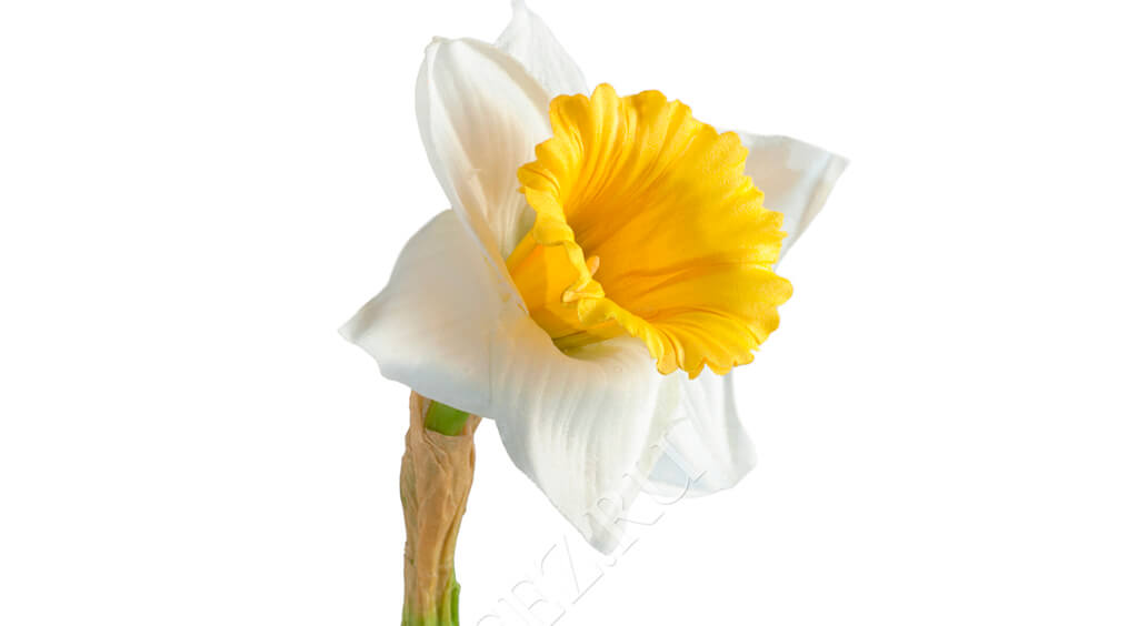 Нарцисс бело-жёлтый 55 см фото
