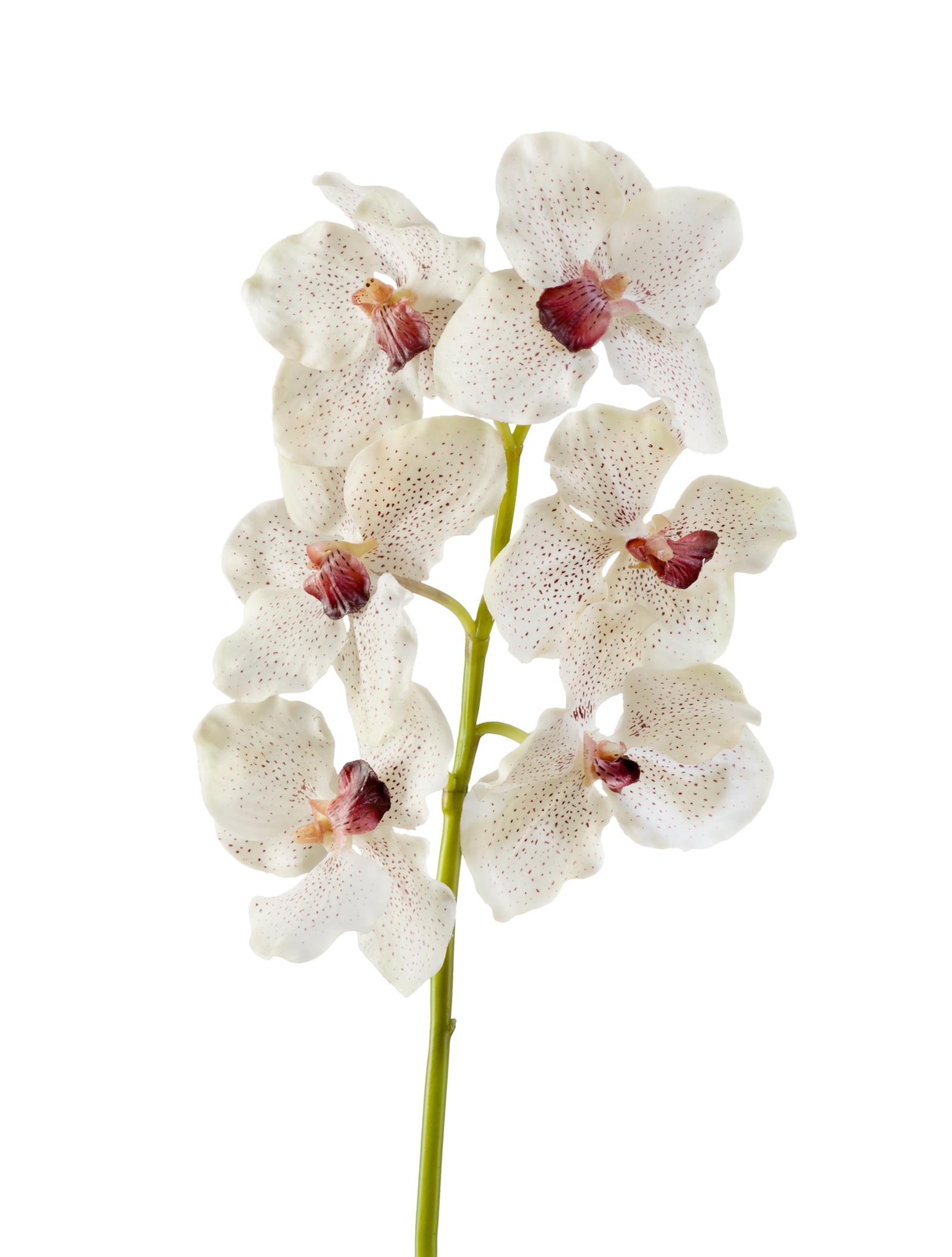 Орхидея Ванда кремовая с крапинами бордо