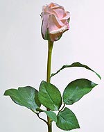 Роза Изабель св. розовая 76 см