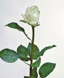 Роза Изабель бело-зеленая 76 см