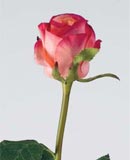 Роза Изабель розово-пурпурная в-79, д-3 см