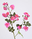 Роза садовая темно-розовая 76 см 15 цв