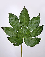 Фатсия лист малый в-68 см д-23х27 см