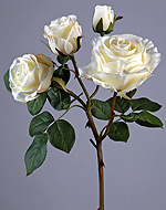 Роза Флорибунда ветвь белая