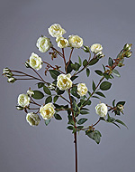 Роза садовая(1) ветвь белая 67 см