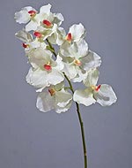 Орхидея Ванда() белая с розовой сердцевинкой