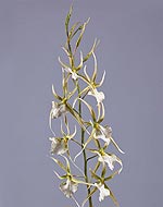 Орхидея Брассия нежно-лаймовая с белым