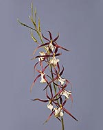 Орхидея Брассия бордо-крем