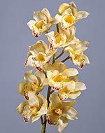 Орхидея Цимбидиум нежно-золотистая