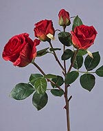 Роза Флорибунда ветвь красная