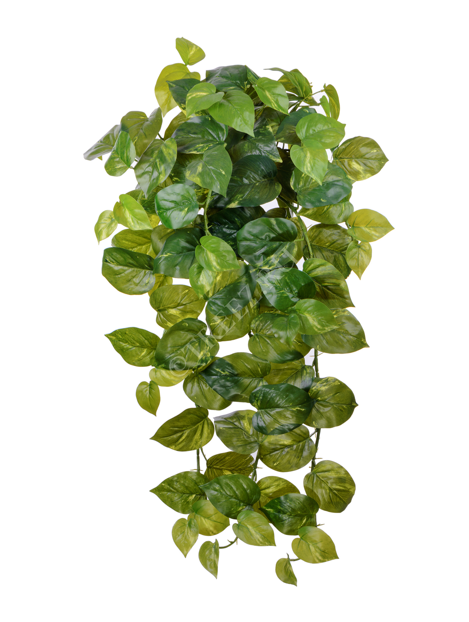 Эпипремнум Golden Pothos