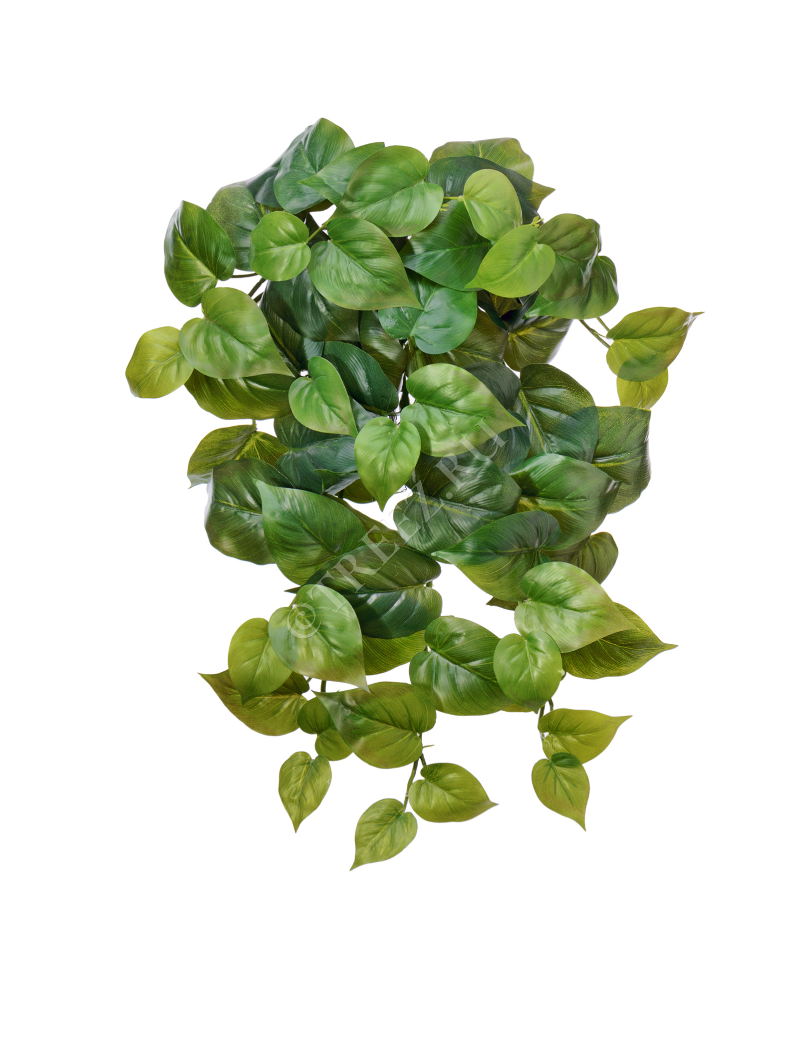 Филодендронкрупнолистныйампельныйсредний