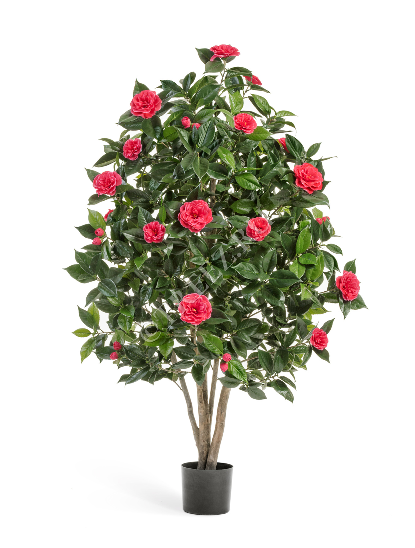 КамелияЯпоникатёмно-розовая