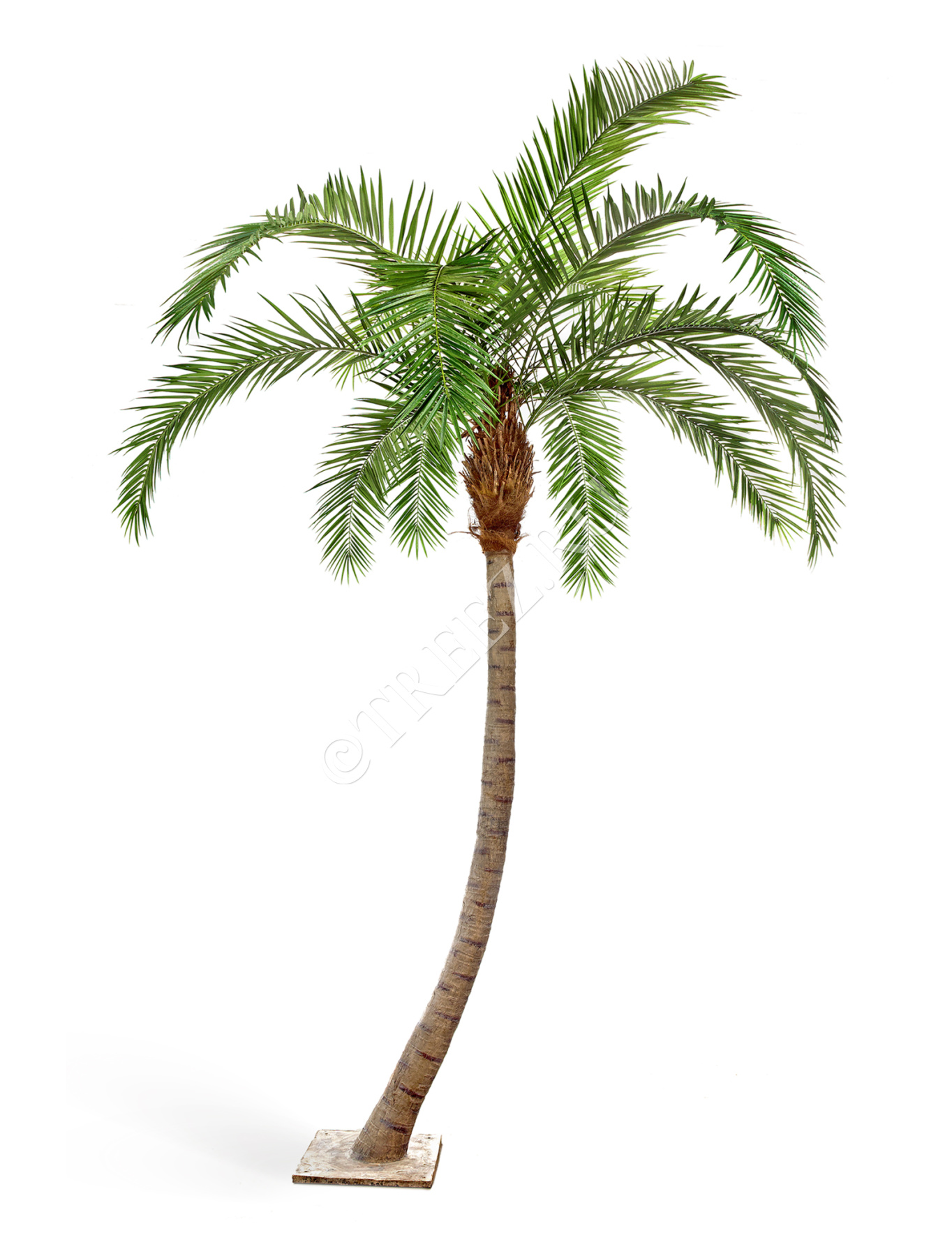 Искусственные пальмы