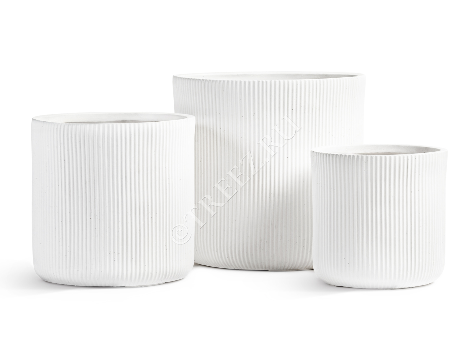 ブセファランドラ white Pipto Variegata Yahoo!オークション