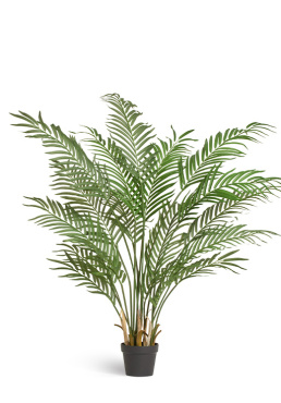 Пальма Арека Форест 