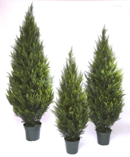 Туя Пушистая уличная зеленая