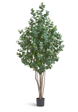 Эвкалипт серебристый многоствольный