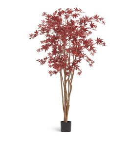 Клён японский Вайлд красный