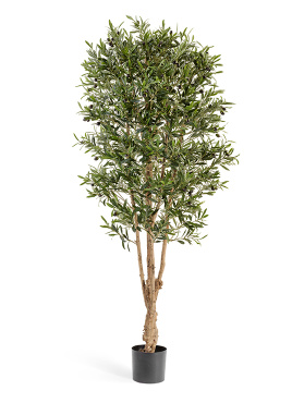 Олива Форест с плодами