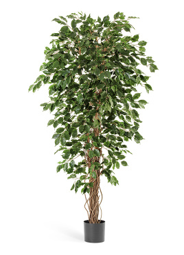 Фикус Бенджамина Лиана