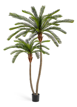 Пальма Цикас двухствольная