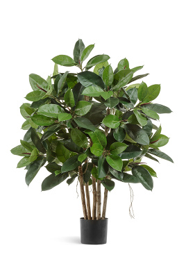 Фикус Эластика куст зелёный большой