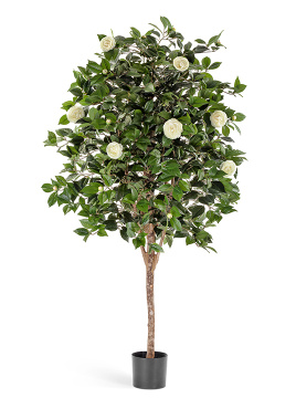 Камелия Вайн кремовая