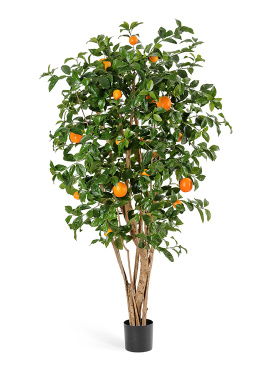 Апельсиновое дерево с плодами