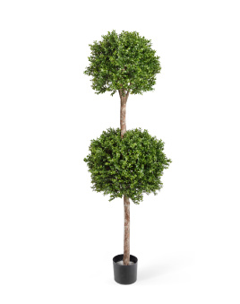 Самшит шар Двойной уличный