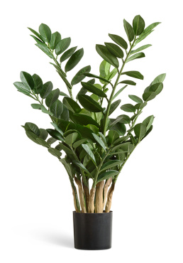 Замиокулькас кустовой Мидл