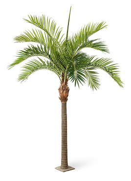 Финиковая пальма Гигантская