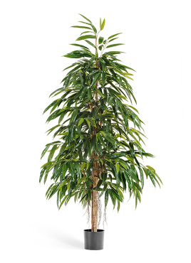 Лонгифолия Роял Нэйчерел