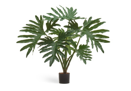 Филодендрон Селло Литл куст