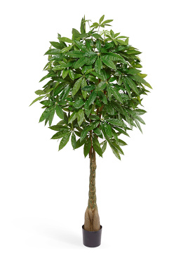 Пахира на витом стволе (косичка)