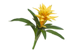 Гусмания желтая большая