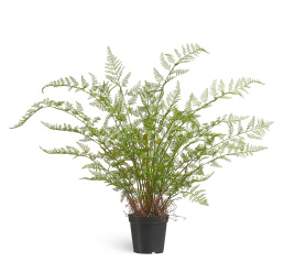 Папоротник Аспарагус куст нежно-зелёный в кашпо