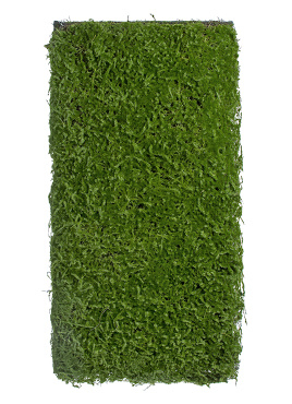 Мох Сфагнум (полотно)