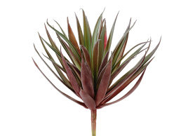 Суккулент Трава Пик бордово-зелёная