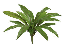 Асплениум узколистный