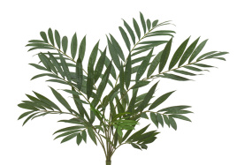 Пальма Хамедорея куст