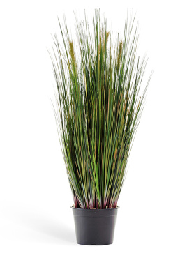 Трава Осока куст с зелёными султанами