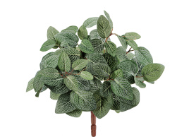 Тини Фиттония Сноу