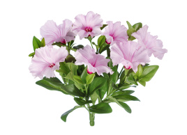 Петуния куст бледно-сиреневый