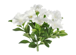 Петуния куст белый