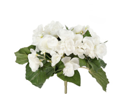 Бегония куст белый