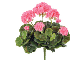 Герань ярко-розовая цветущий куст