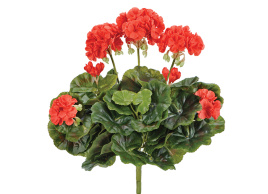 Герань красная цветущий куст