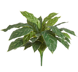 Аглаонема Страйпс куст бело-зелёный