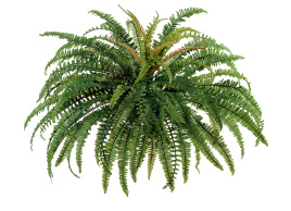 Папоротник лесной